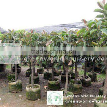 Ficus elastica exporter