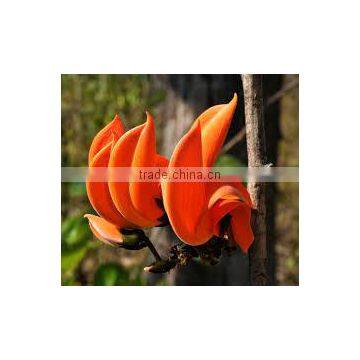 Butea Monosperma photo-2