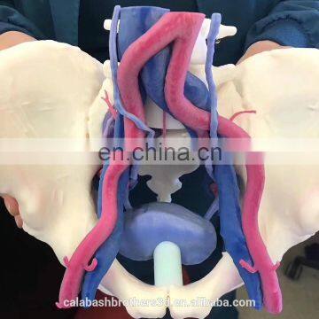 Color 3D Printing Durometer Flexible Stretchable WJP 3D Printing Organ Model Human Anatomic Model photo-2