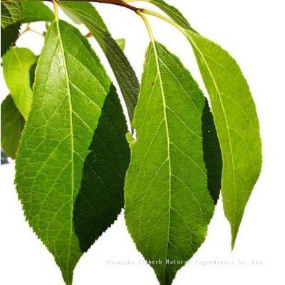 100% Pure Eucommia Extract Chlorogenic Acid Powder 5-98%（10% 25% 30% 50% 90%） (HPLC) photo-5