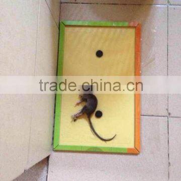 2016 Manufacture Hot Sale Mouse and Rat Glue Trap,sticky Mouse Trap , Rat Glue Boards photo-4