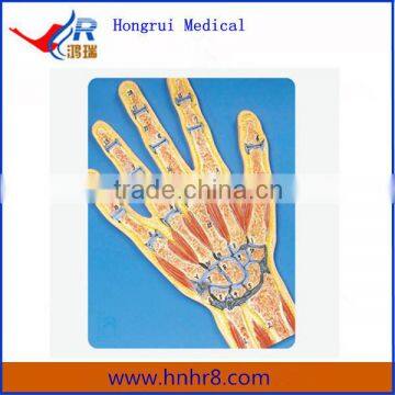 Hand joint Section Anatomical Model Price