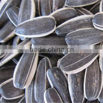 heilongjiang 5009 sunflower seed in shell