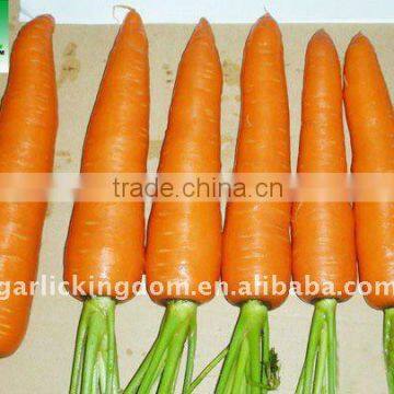 Chinese Little Ginseng