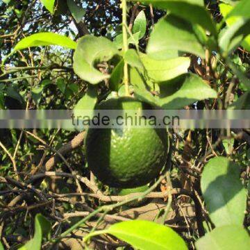 Citrus Fruit from Pakistan