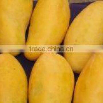 Mango Sindhri from Pakistan