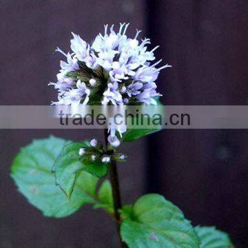 Peppermint Oil (Ex Mentha Piperita)