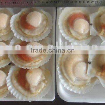 Frozen bay scallop meat