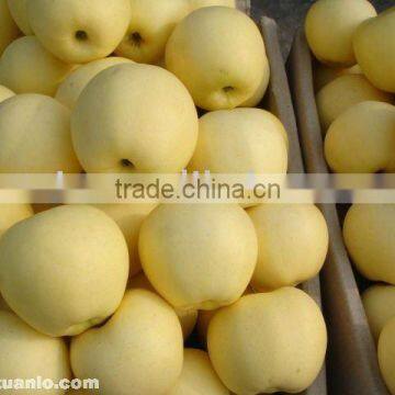 crispy golden apple fruit