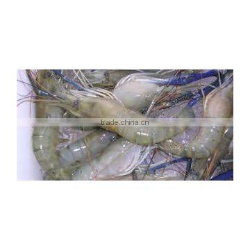 Fresh Water Prawns photo-3