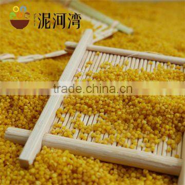 millet yellow millet 2016 crop high quality market price