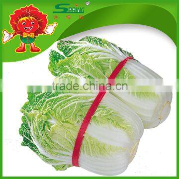 2016 new Corp seasoned best quality fresh Cabbage big Chinese cabbage chinese cabbage seed