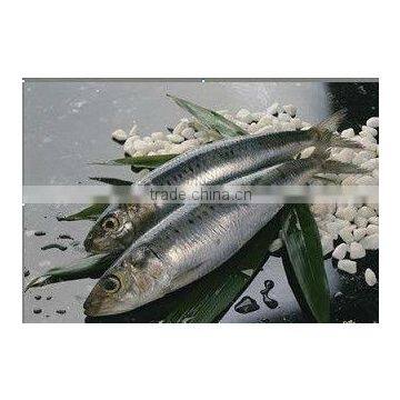 All sizes frozen seafood frozen sardine for fishing