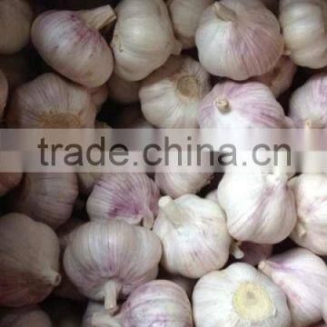 2015 Crop Fresh Garlic