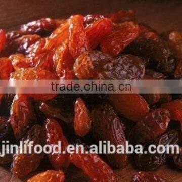 China High Quality AA Sultana Raisin With Best Price and Good Quality