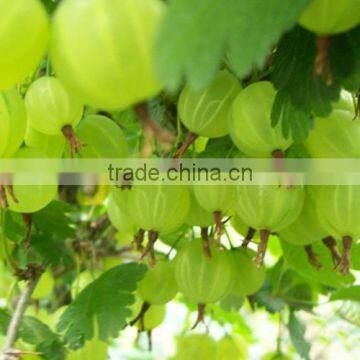 Ribes reclinatum fruit trees