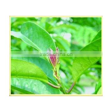 Broadleaf Holly Leaf Chinese Herb Medicines