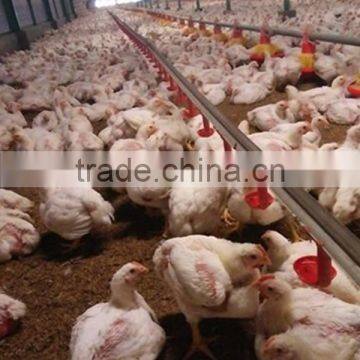 Chiken Feeding System Poultry Farm Production photo-6