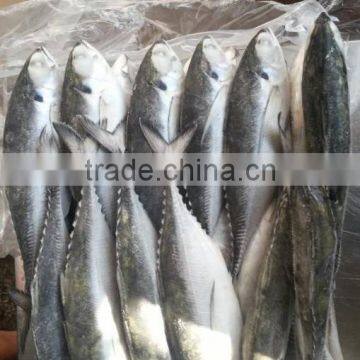 Whole Round Frozen Jack Mackerel photo-5