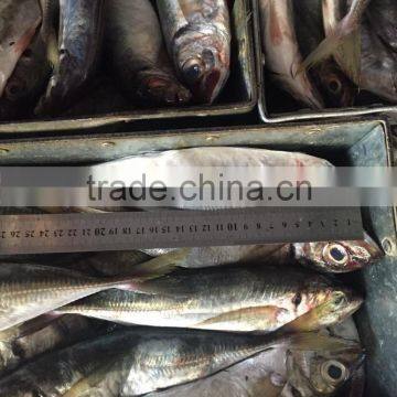 Hot Sale Frozen Horse Mackerel 200g-250g From China photo-3