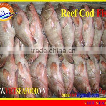 FROZEN REEF COD FISH W/R