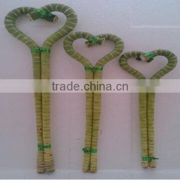 Lucky Bamboo ( Dracaena Sanderiana) Heart Arrangement photo-3