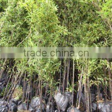 Phyllostachys nigra bamboo trees