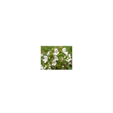 Eyebright Extract/Euphrasia officinalis