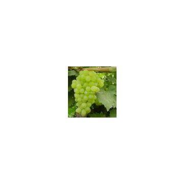 white grape juice concentrate