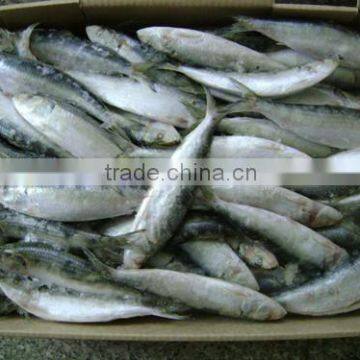 Frozen small size Sardine for canning