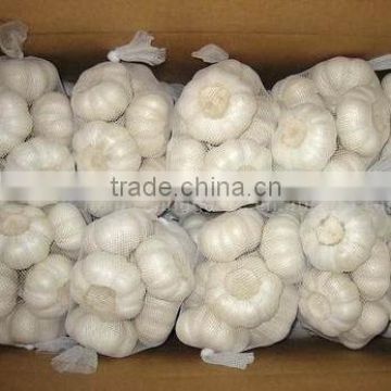 New crop white Garlic