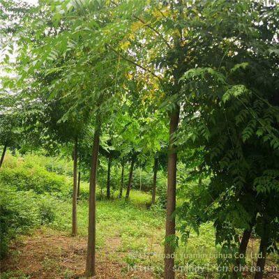 Price of 6 - Centimeter Melia Azedarach Trees With High Survival Rate photo-2