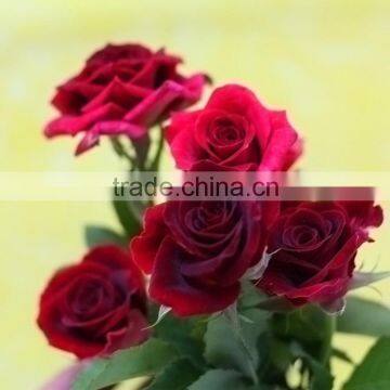 Cheap sprayed rose natural fresh red rose cut flower