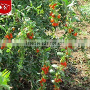 New Crop of Dried Goji Berries, Goji Fruits photo-2