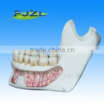 realistic lower jaw mandibular study model/Dental Neurology model