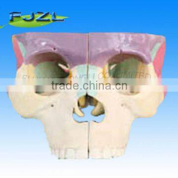 Osseous color model of human skull (plastic pvc)