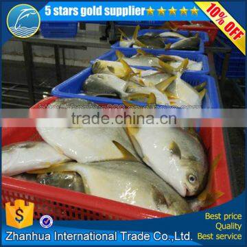 New Offer Frozen whole round Golden/silvery pompano/pomfret from China