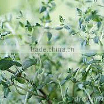 Thyme Oil (Thymus Vulgare) photo-4