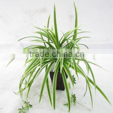 Artificial spider bush plants arrangement in pot