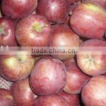 Chinese Fresh sweet Huaniu apple with good quality