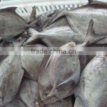 Black Pomfret photo-4