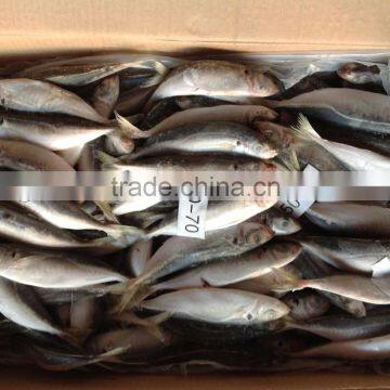 50-70g/pcs Frozen Whole Round Small Eye Round Scad Fish.