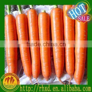 New Crop Chinese High Quality Fresh Carrot for sale / boil carrots / to make carrot cake