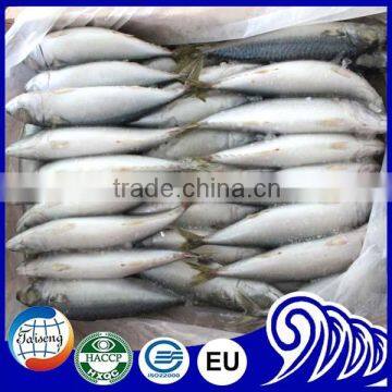Hot Sale Fresh Frozen Fish Frozen Mackerel Fish