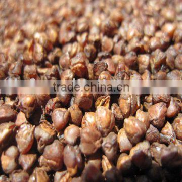 Roasted /cooked Buckwheat kernels