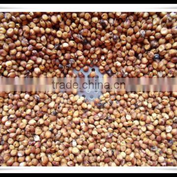 HIGH QUALITY SORGHUM