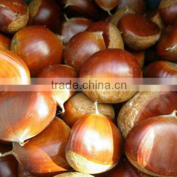 Fresh Chestnut in Bag Package. MOQ:1X40FCL. photo-6