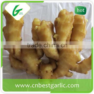 Factory manufacturer fresh ginger exporters vegetables and fruits