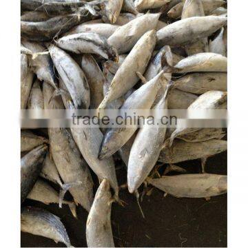 High quality fresh frozen skipjack tuna for sale