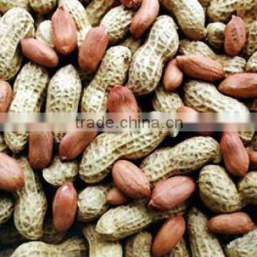 Sell Chinese Peanut ( Groundnut ) on Sale